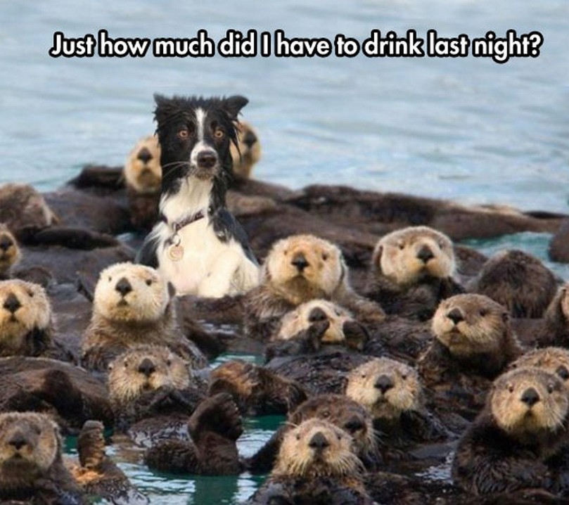 dog drink.jpeg