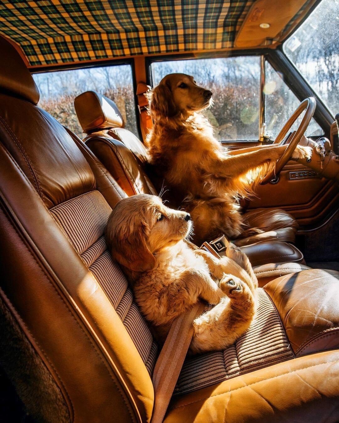 dog drive.jpeg