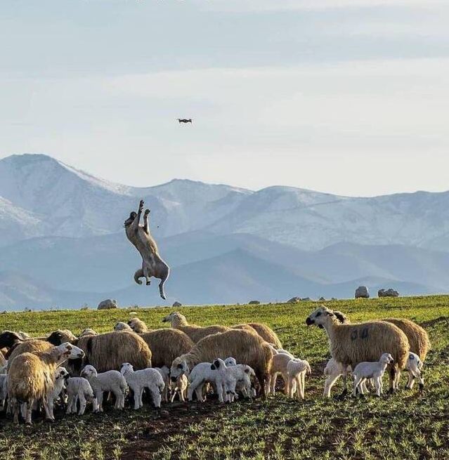 dog drone.jpeg