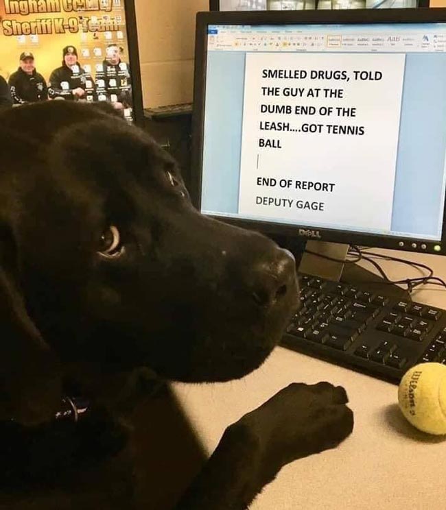 Dog-drug-report.jpg