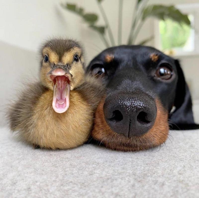 dog duckling.jpeg
