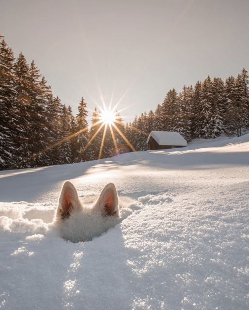 dog ears snow.jpg