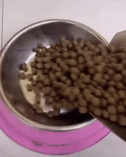 dog eat.gif