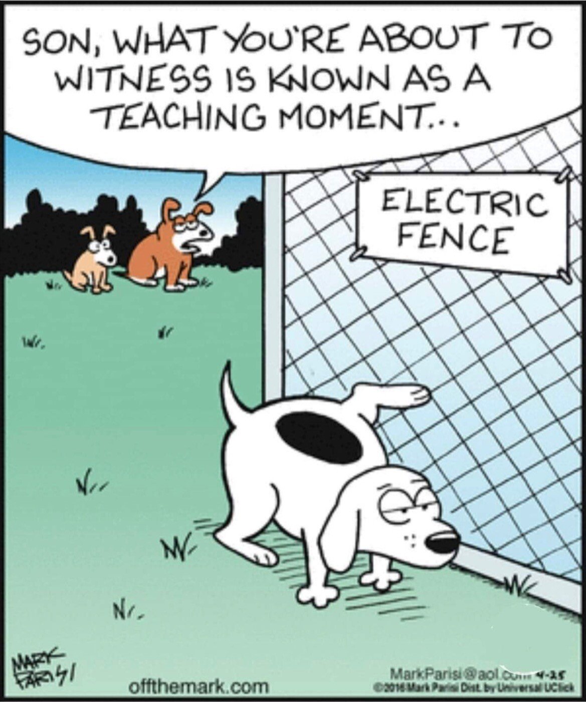 dog elec fence.jpeg