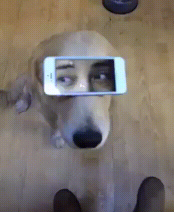 dog eyes.gif