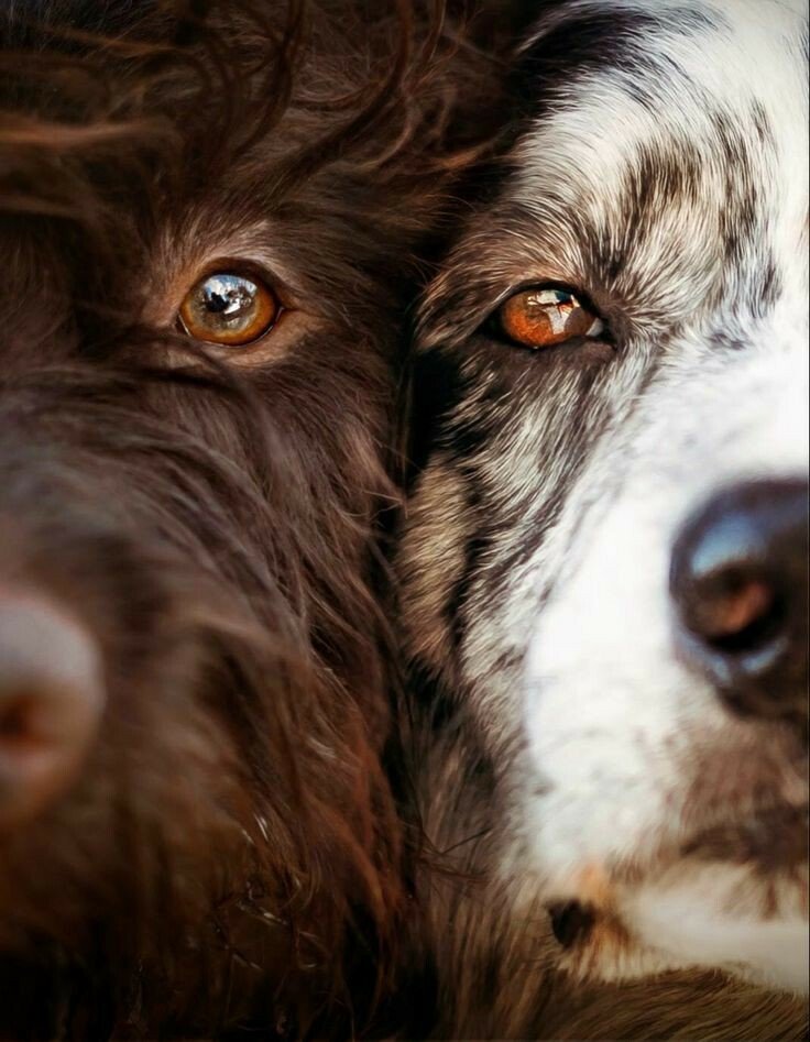 dog eyes.jpeg