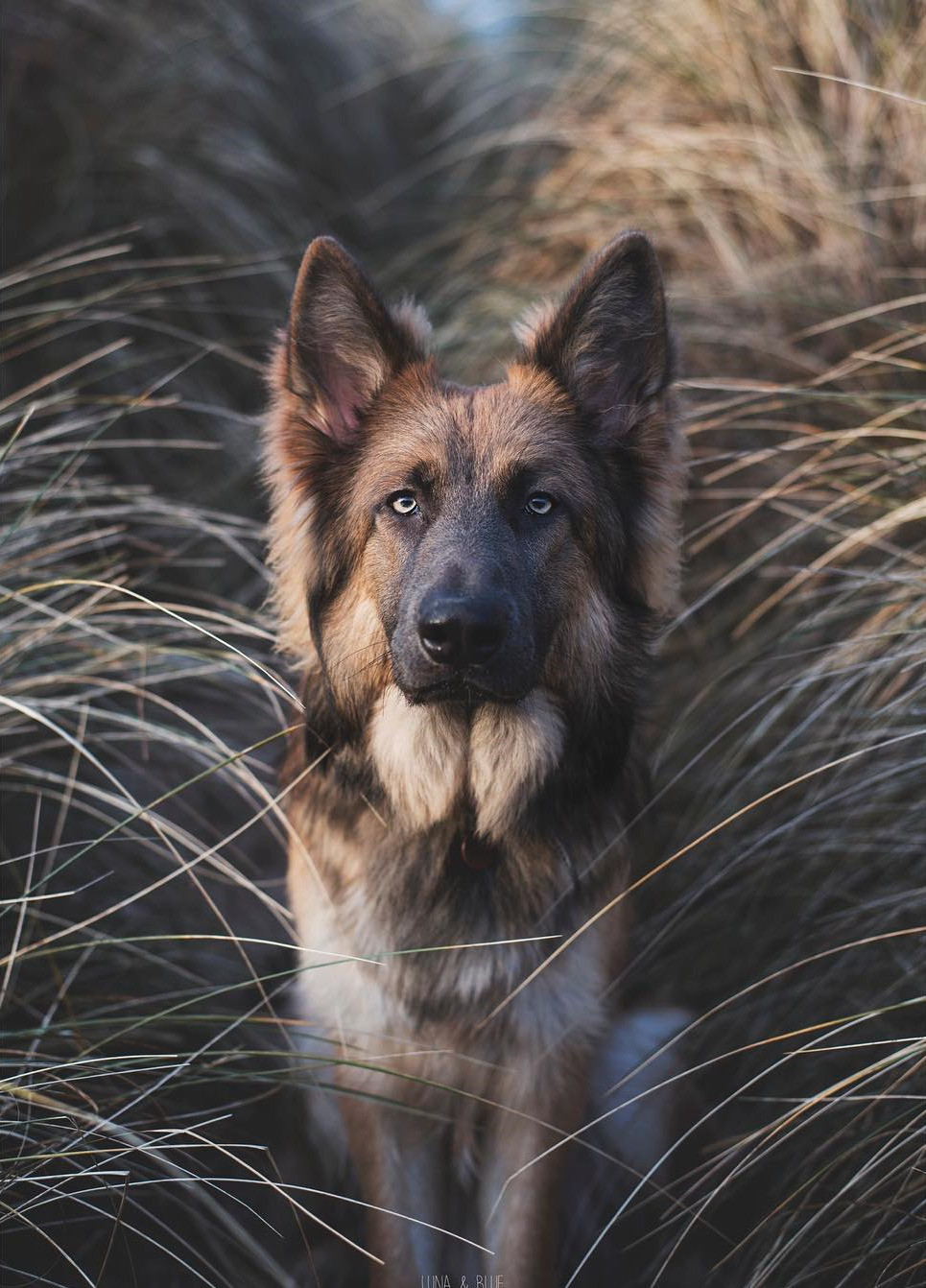 dog-face.jpeg