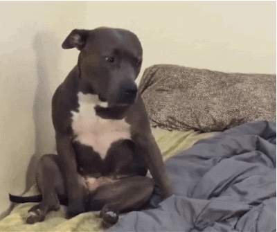 dog fall.gif