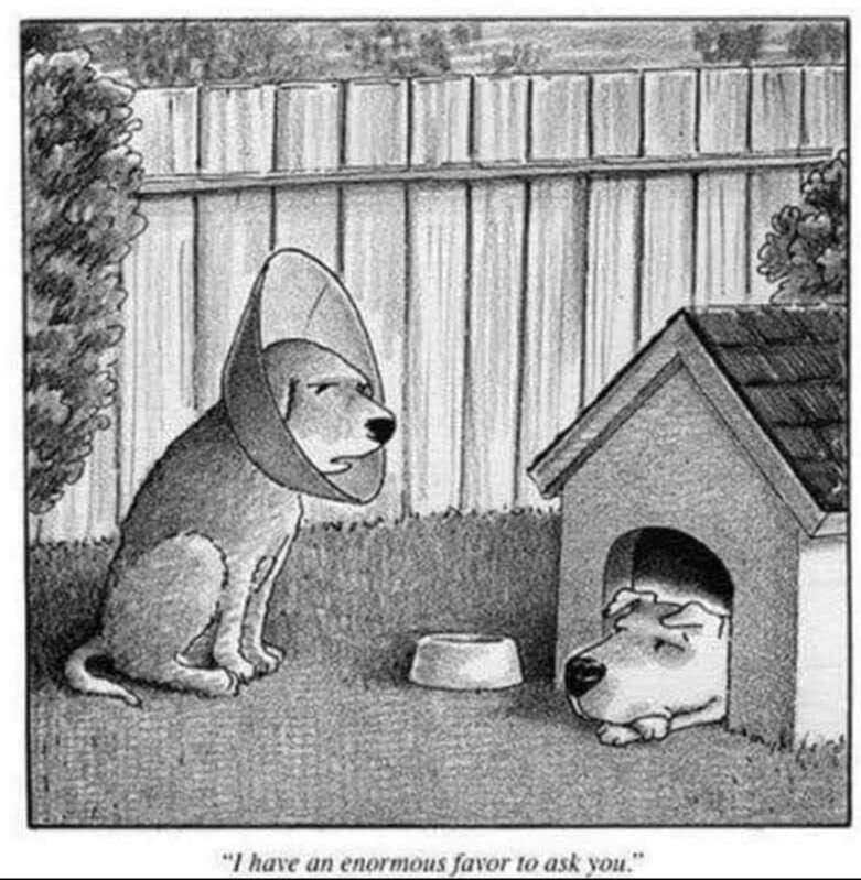 dog favor.jpeg