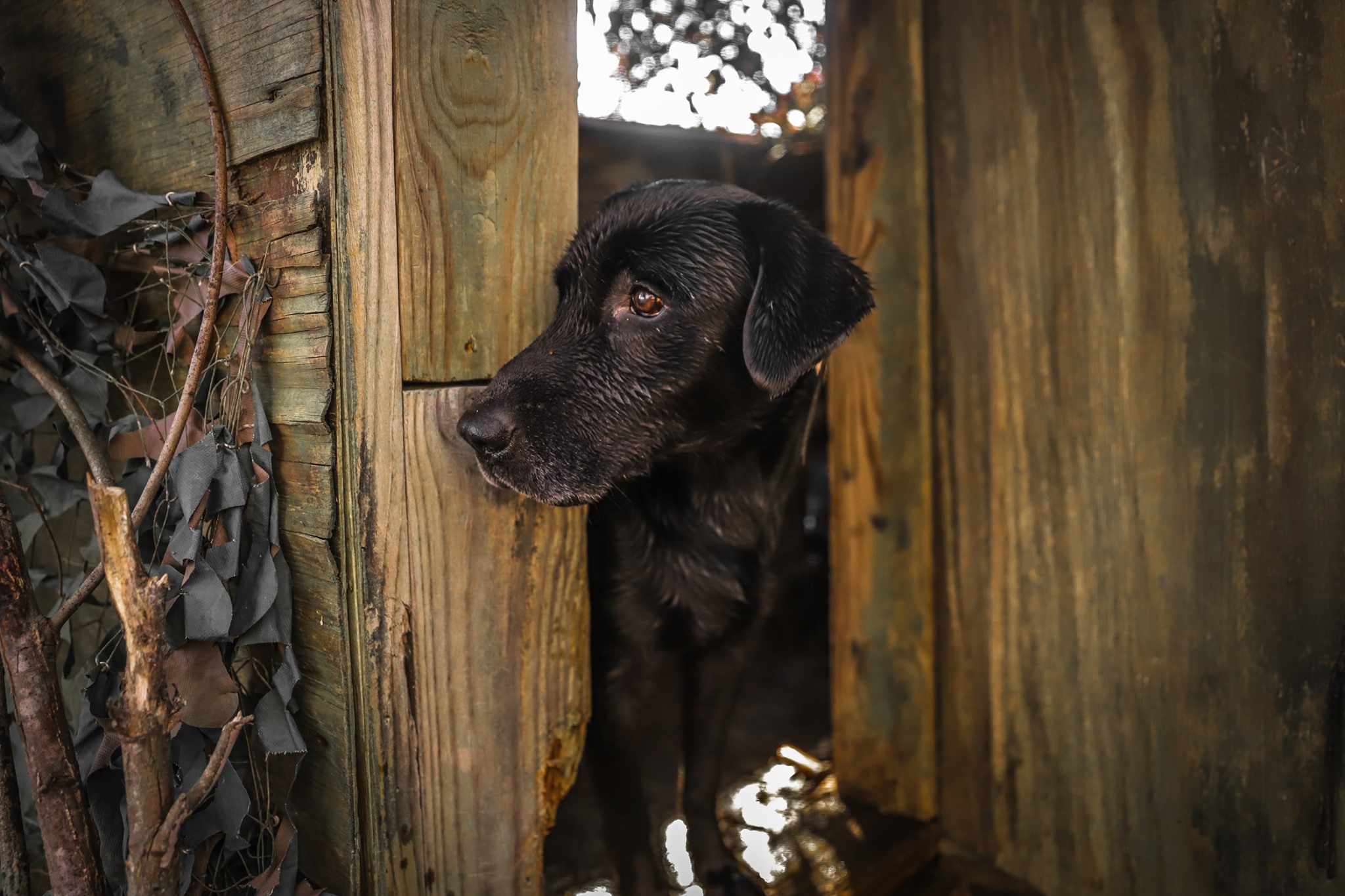 dog-fence.jpg