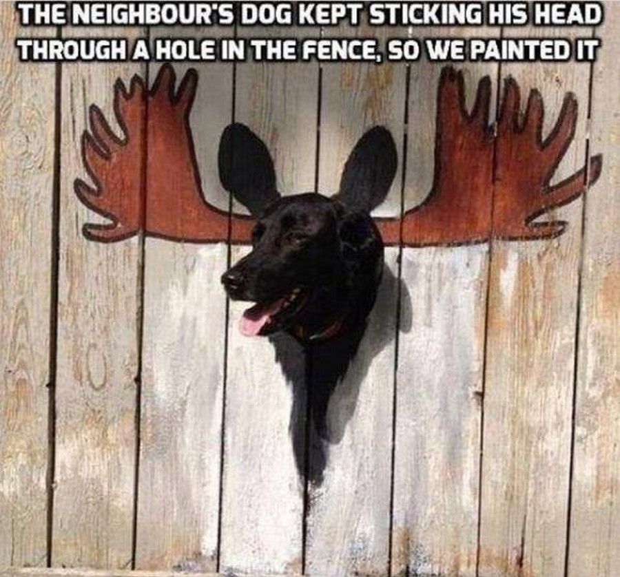 dog fence.png