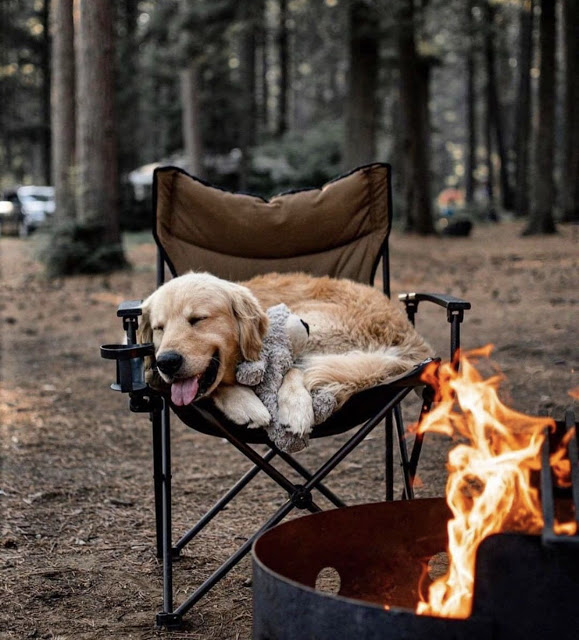 dog fire.jpg