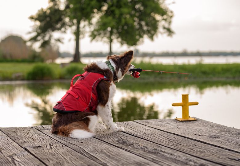 dog fishing.jpeg