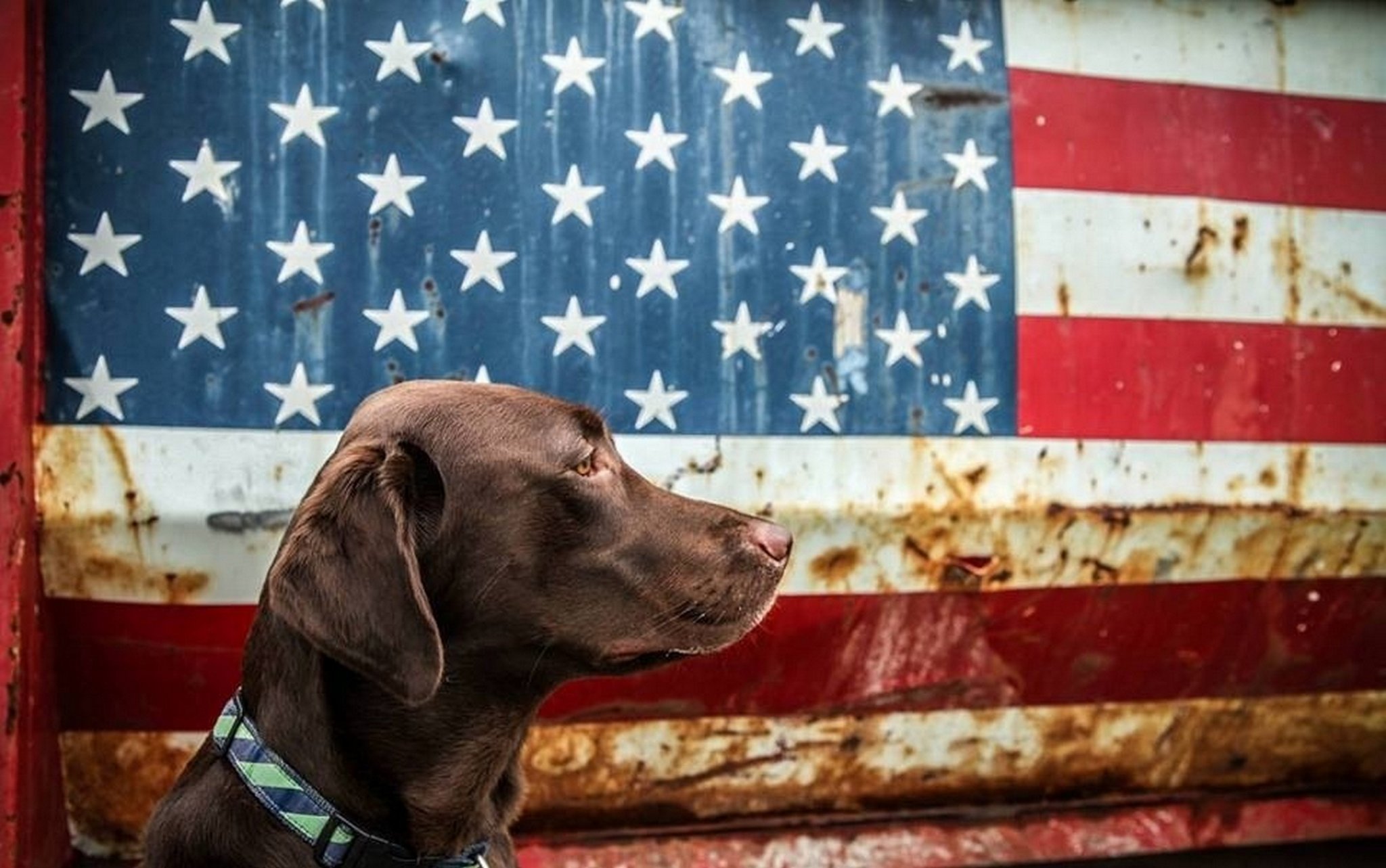 dog flag.jpeg