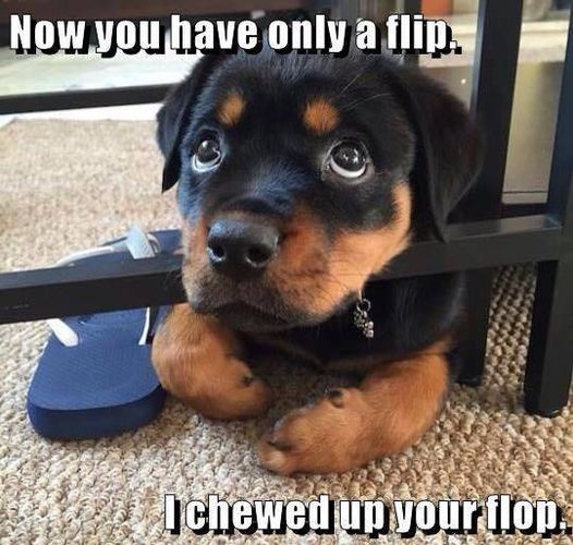 dog flip flop.jpeg