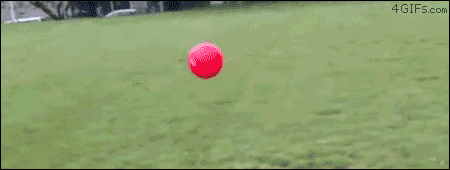 dog flip.gif