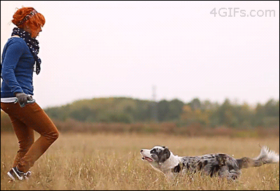 dog flip.gif