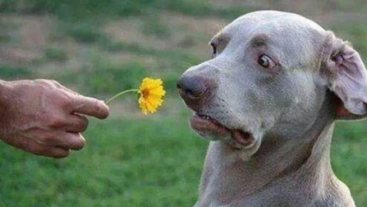 dog flower.jpeg