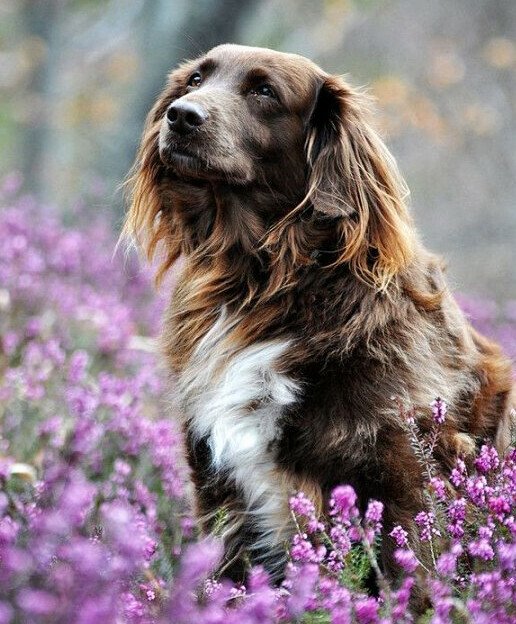 dog flowers.jpeg