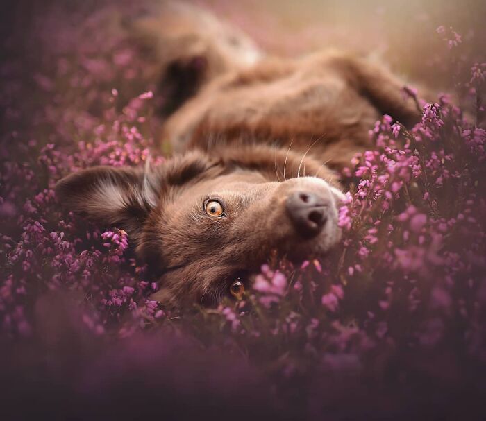 dog flowers.jpg