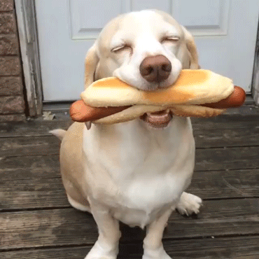  dog.gif
