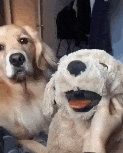 dog.gif