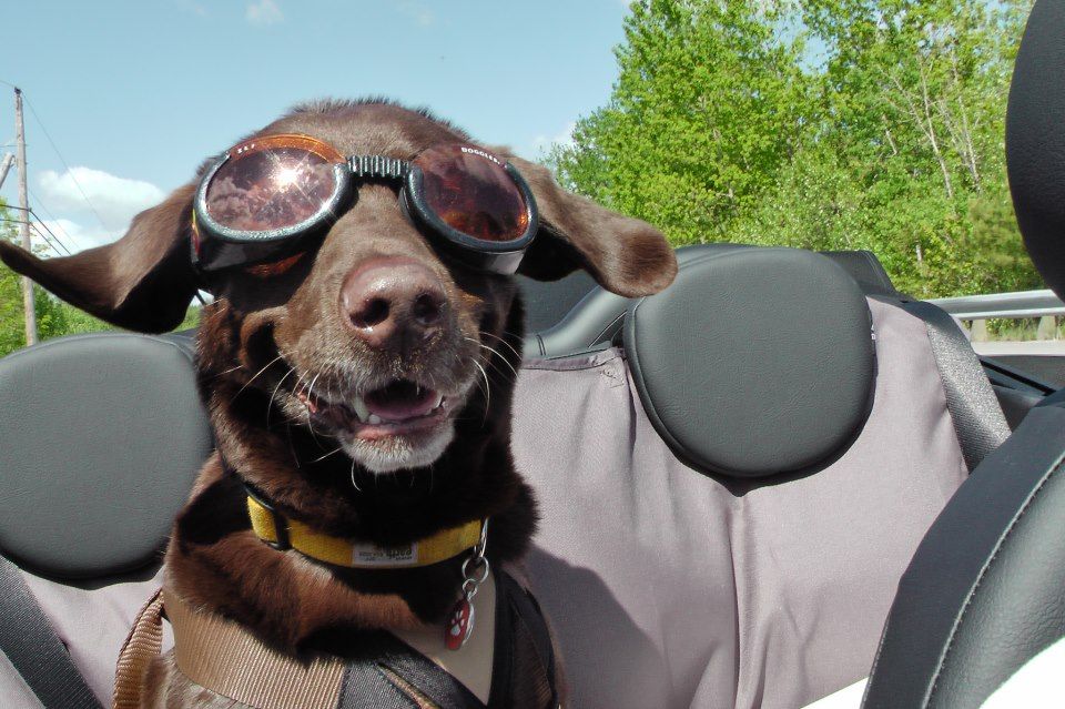 dog goggles.jpeg