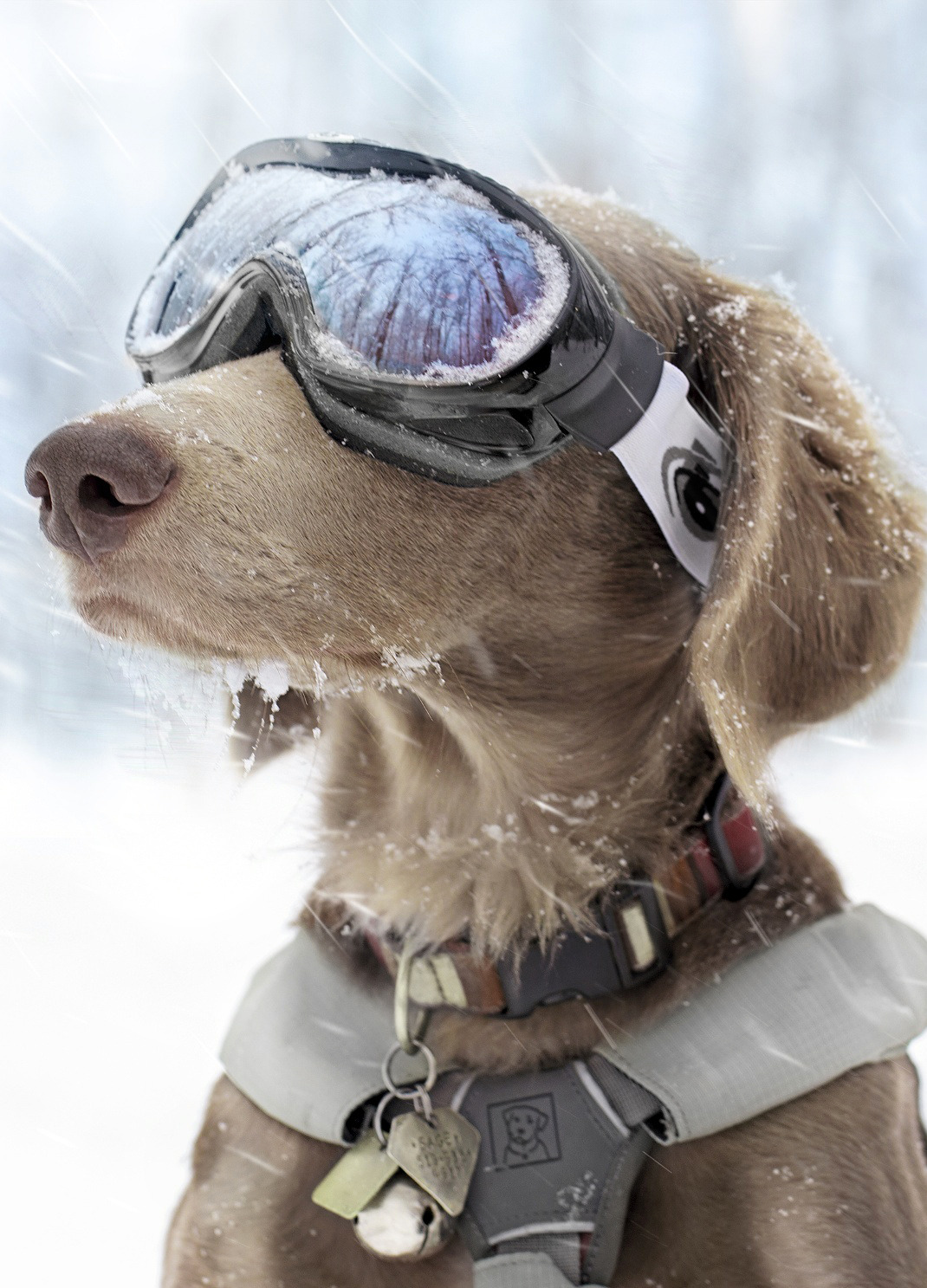 dog goggles.jpeg