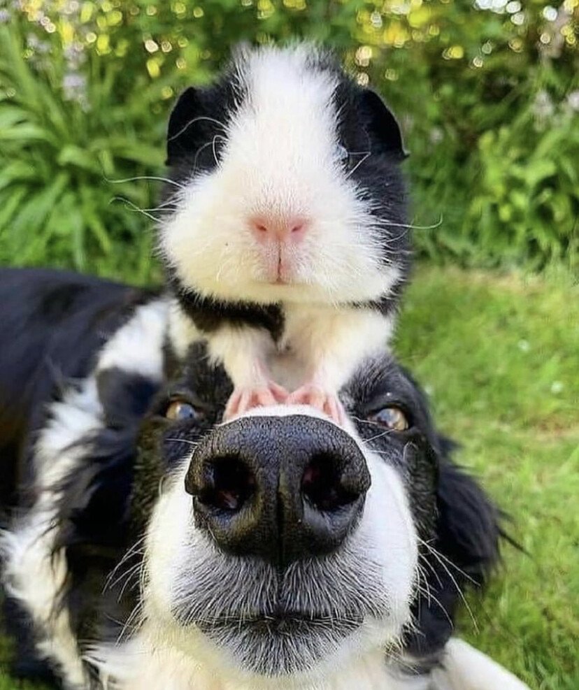 dog guniea.jpeg