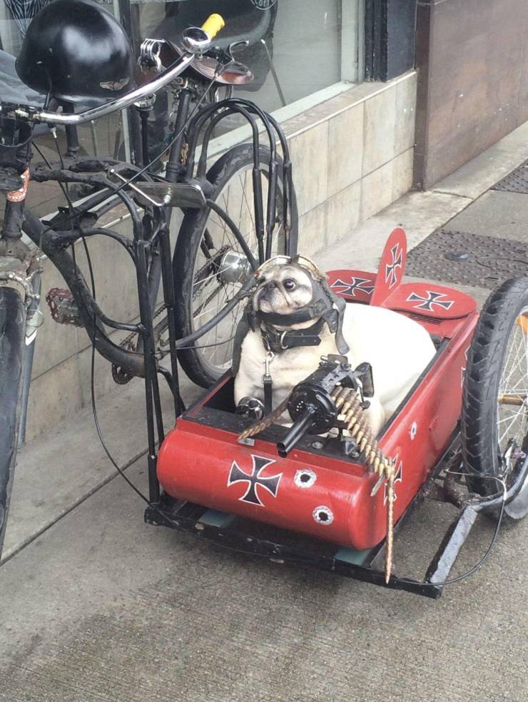 dog gunner.jpeg