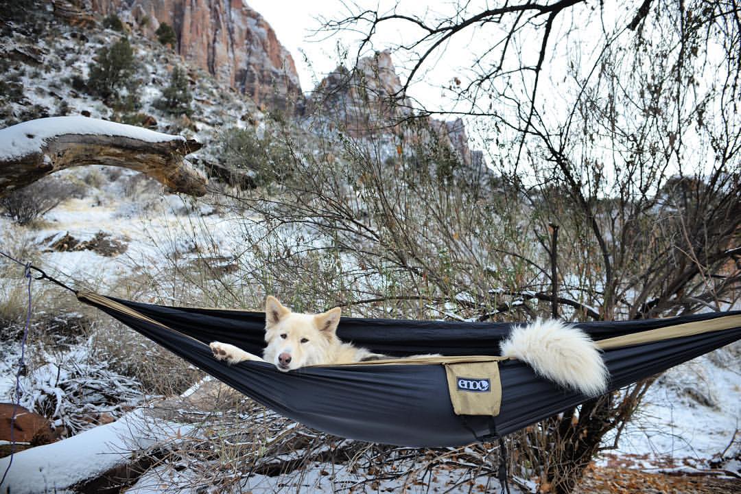 dog hammock.jpg