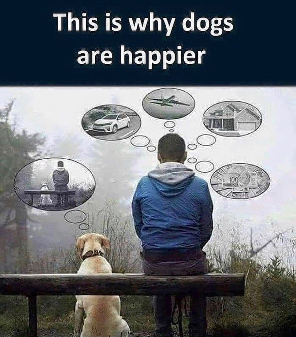 dog happier.jpg