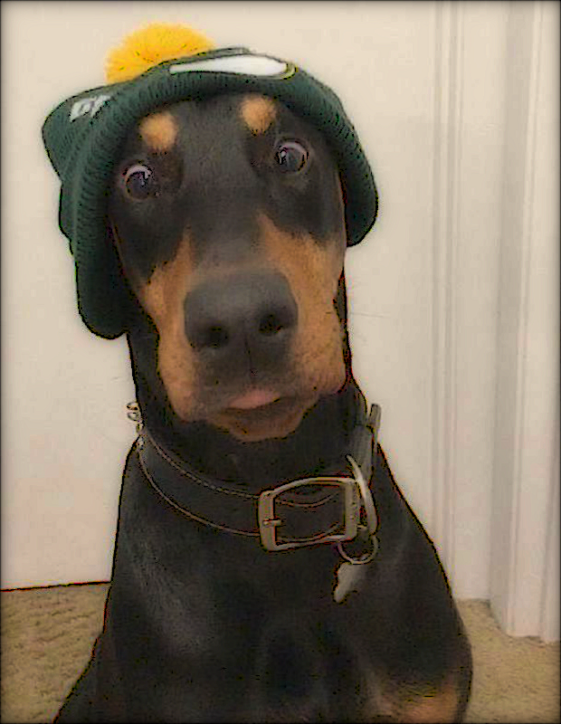 dog hat.png