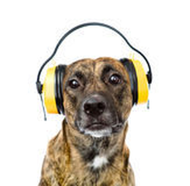 dog-headphones-ear-protection-noise-isolated-white-54375251.jpg