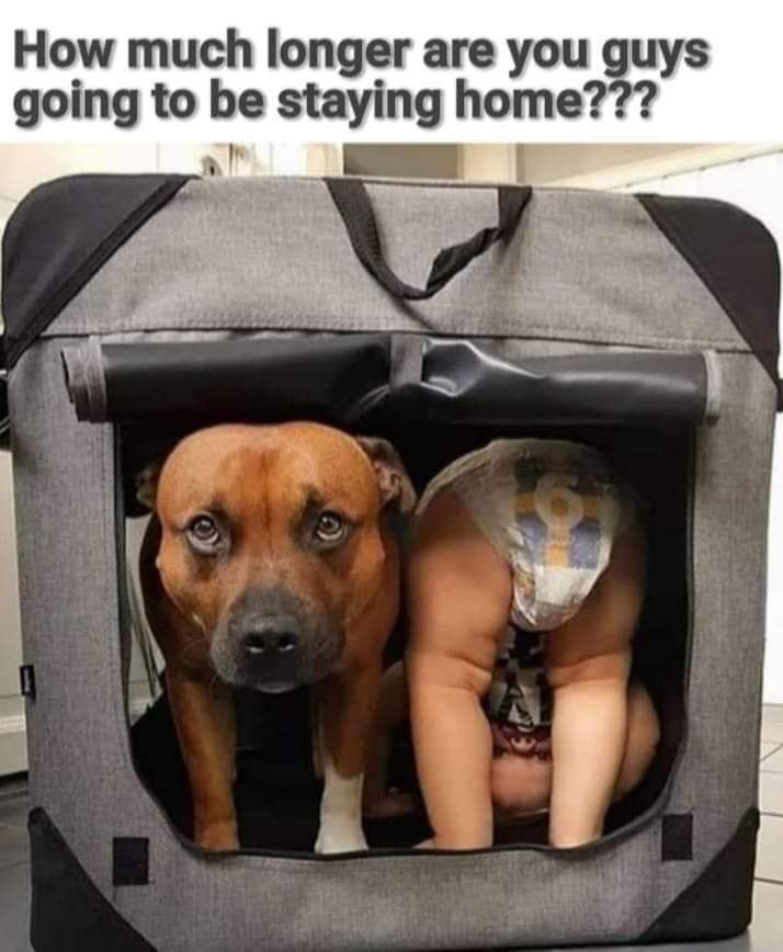 dog home.jpg