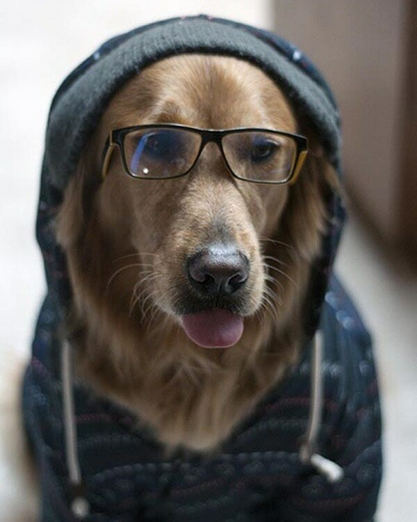 dog hoodie.jpeg