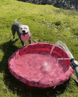 dog hose jump.gif