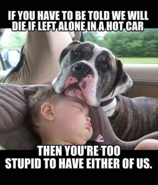 dog hot car.jpeg