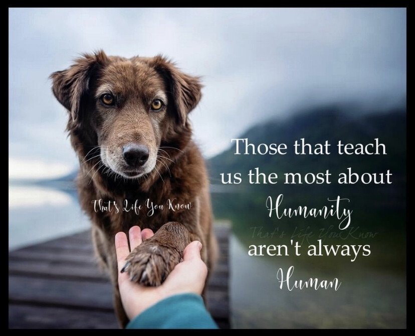 dog humanity.jpeg