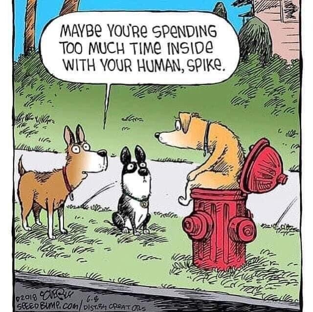 dog hydrant.jpeg