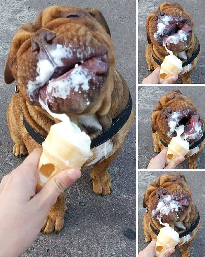 dog ice cream.jpeg