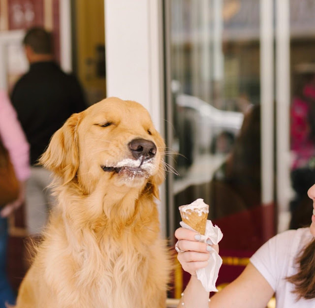 dog ice cream.jpg