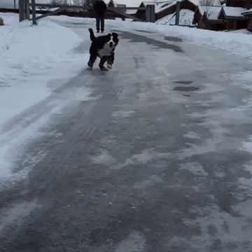 dog ice.gif