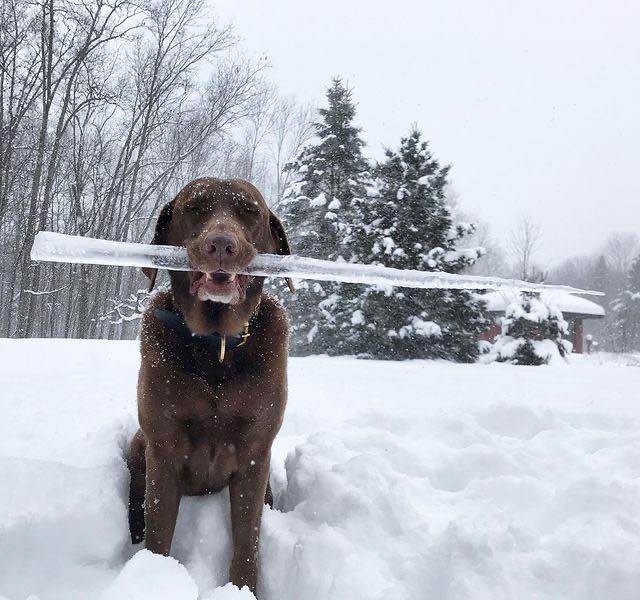 dog icecicle.jpg