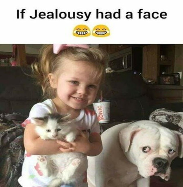 dog jealous.jpeg
