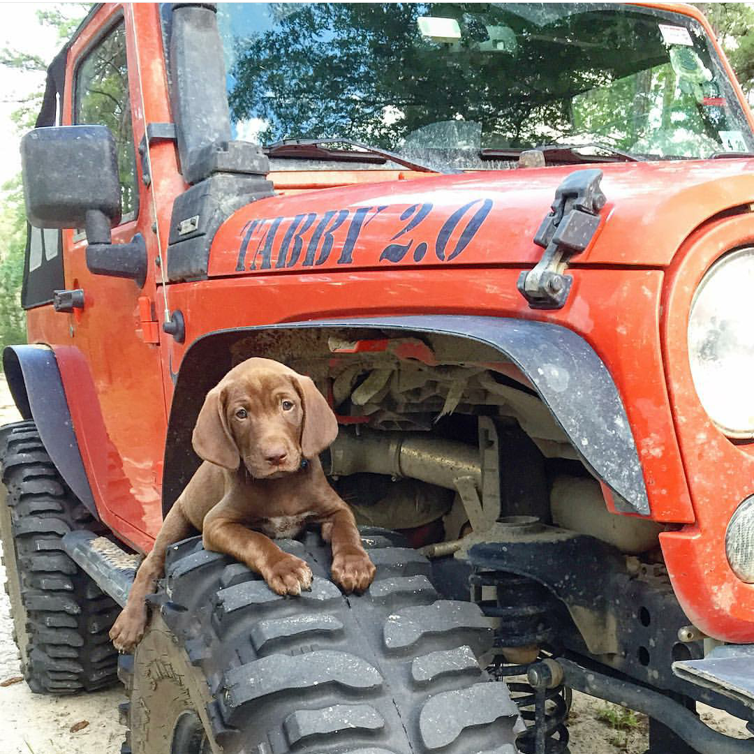 dog-jeep.png