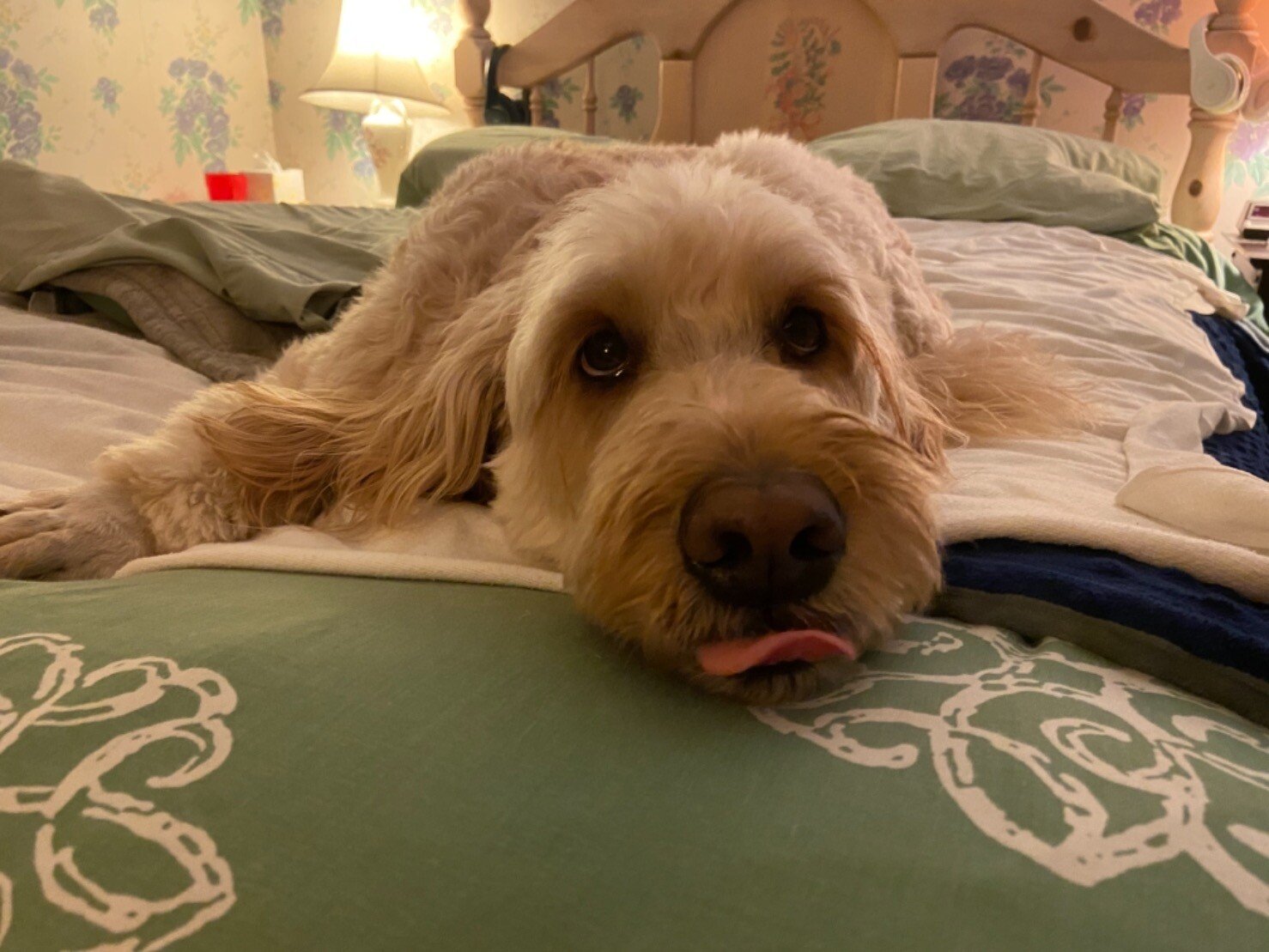 dog.jpeg