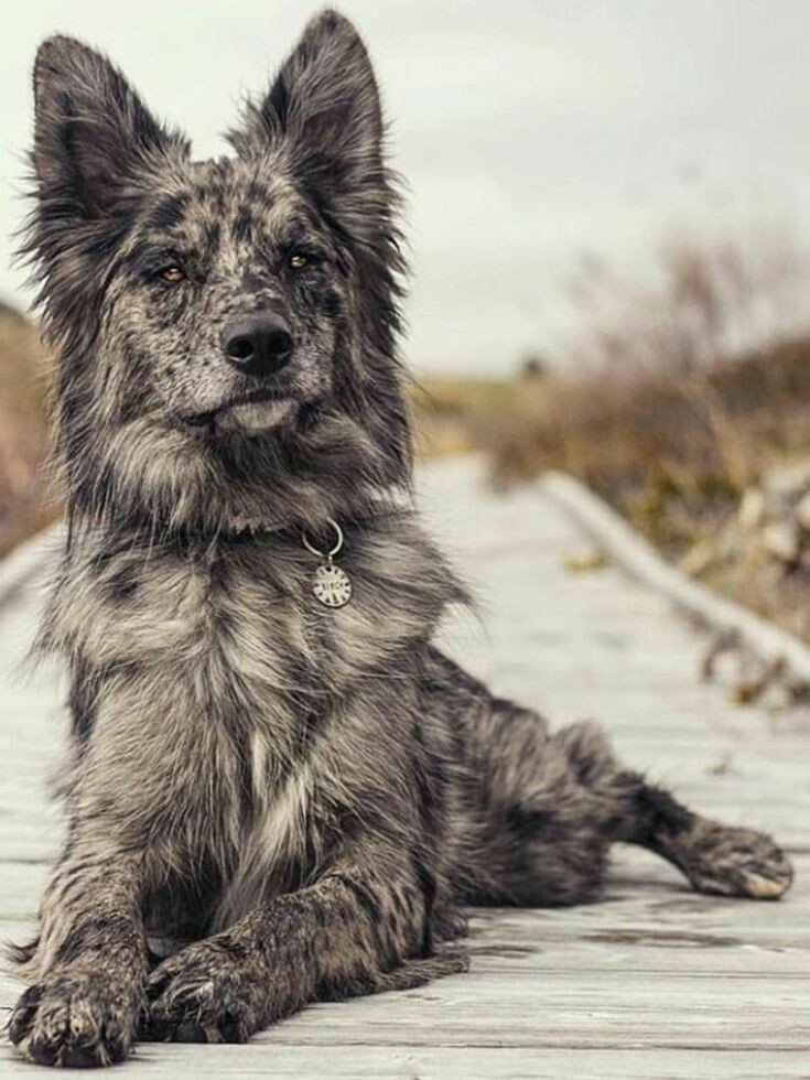 dog.jpeg