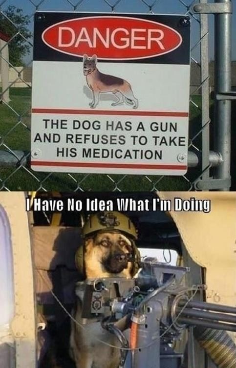 Dog.jpg