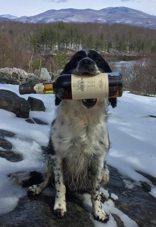 dog.jpg